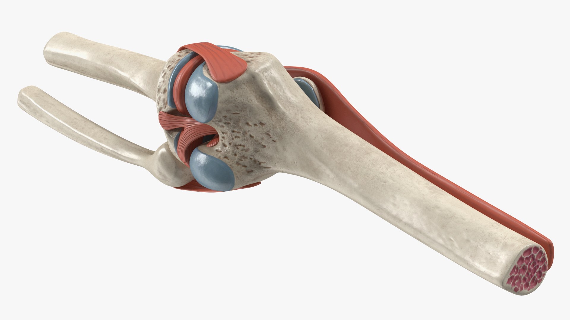 3D Knee Joint Model Rigged https://p.turbosquid.com/ts-thumb/zi/4PL5cK/fx/kneejointmodelriggedmb3dmodel013/jpg/1719639219/1920x1080/fit_q87/c0489ccb38eef02fb948daf6dbfc4fdea0f722f1/kneejointmodelriggedmb3dmodel013.jpg