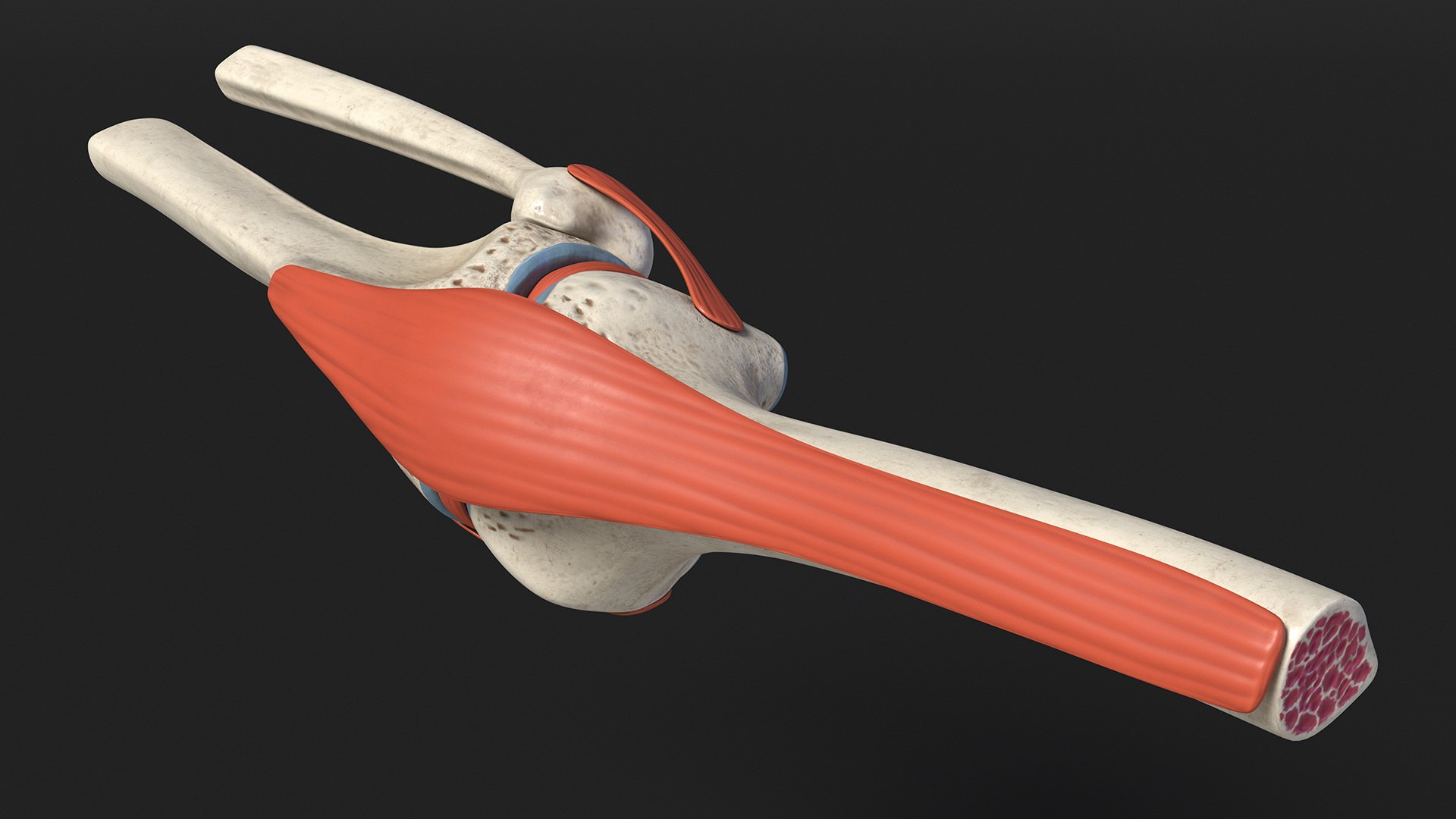 3D Knee Joint Model Rigged https://p.turbosquid.com/ts-thumb/zi/4PL5cK/hi/kneejointmodelriggedmb3dmodel008/jpg/1719639202/1920x1080/fit_q87/662f6a9a33bebb42fe4e8f0dc875b2b80f13cc0c/kneejointmodelriggedmb3dmodel008.jpg