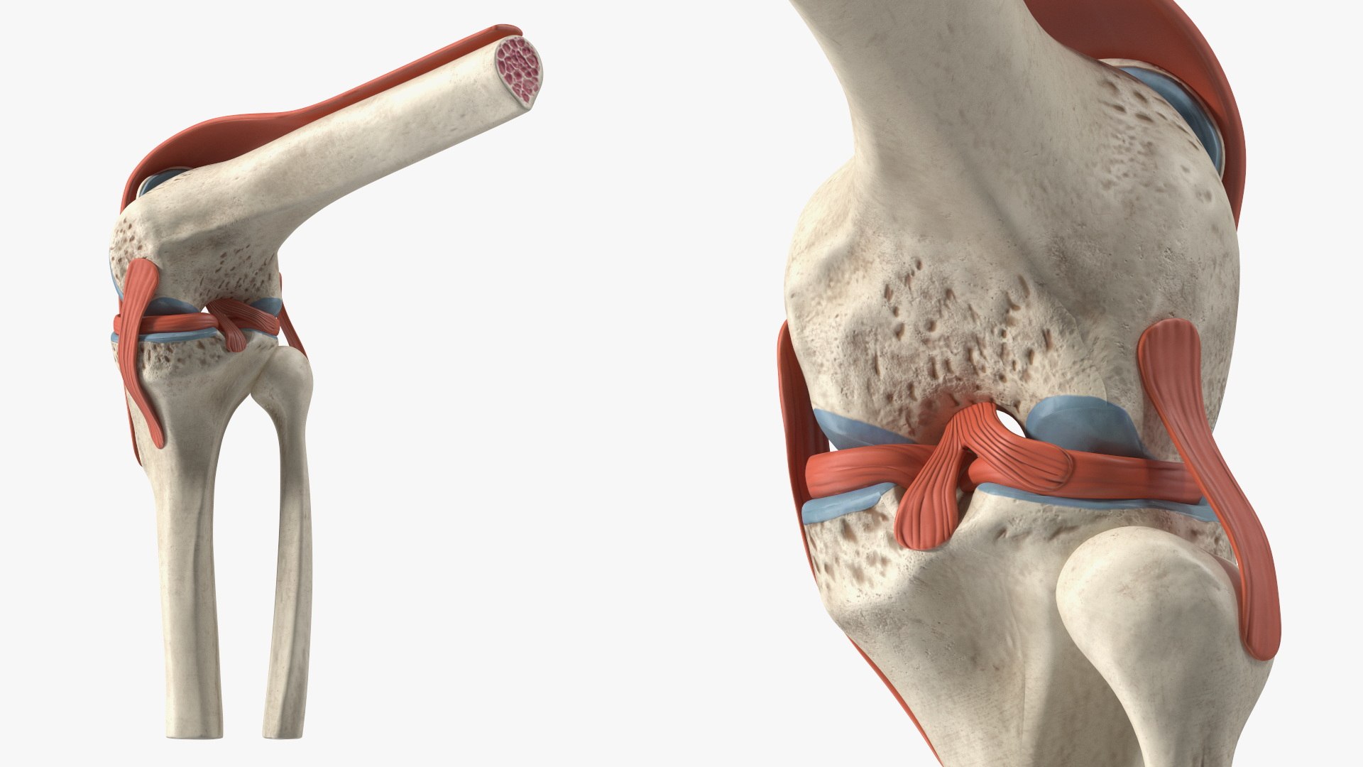 3D Knee Joint Model Rigged https://p.turbosquid.com/ts-thumb/zi/4PL5cK/qi/kneejointmodelriggedmb3dmodel016/jpg/1719639230/1920x1080/fit_q87/f92805efc6ba648f72b0fbb25973bc4b88aa9057/kneejointmodelriggedmb3dmodel016.jpg
