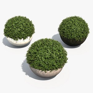 3d boxwood shrubs bubble pots