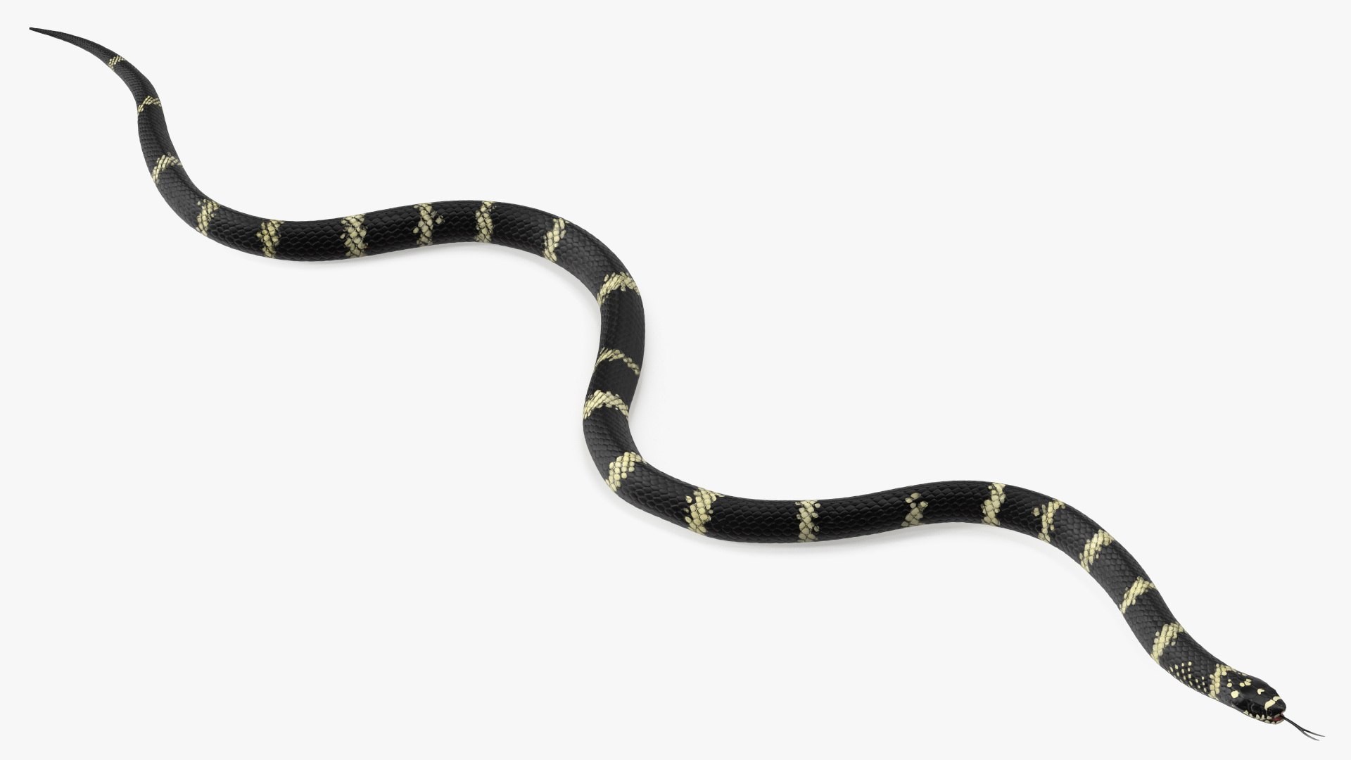 Eastern Kingsnake Rigged for Maya 3D model preview
