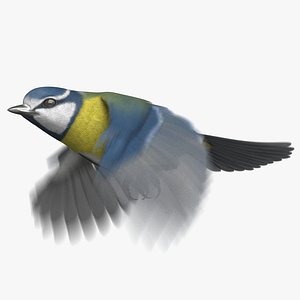 Eurasian Blue Tit (Animated)