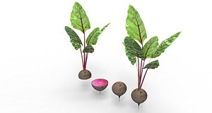 3D beet root beetroot
