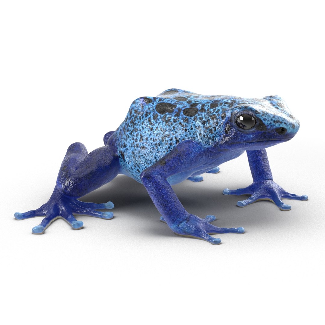 Poison Dart Frog 3ds