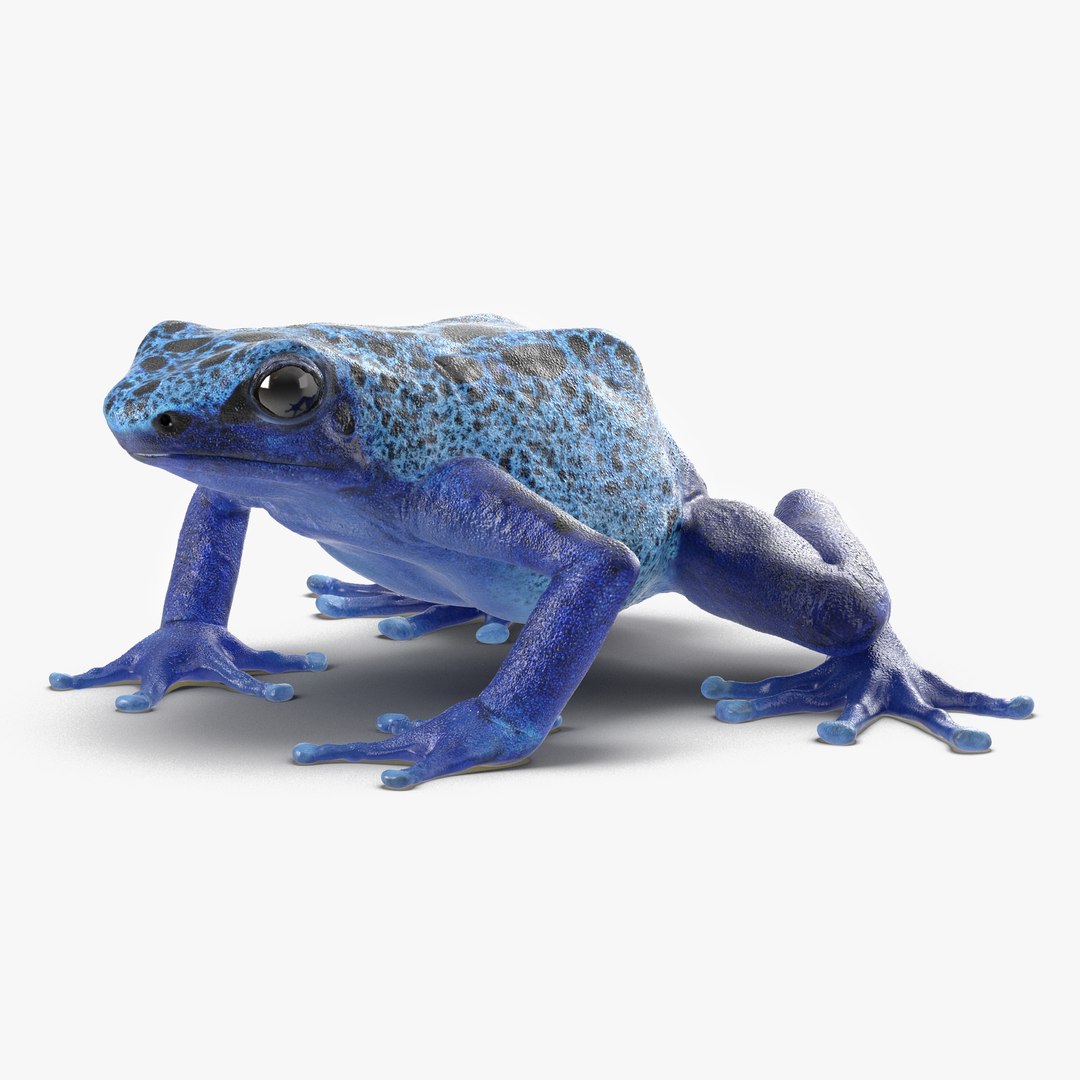 Poison Dart Frog 3D model preview