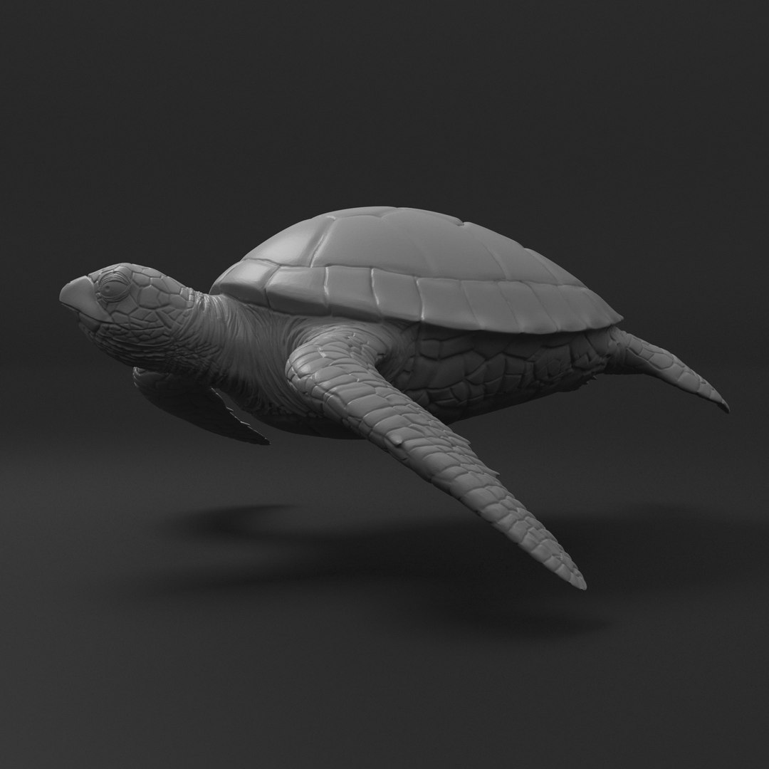 3D Turtle Green Sea - TurboSquid 1931220