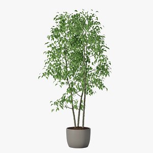 3D model ficus benjamin