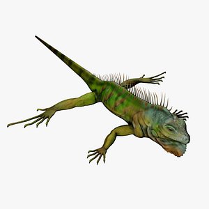 green iguana 3D model