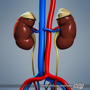 Male Urinary, Endocrine & Reproductive Systems (No Textures)