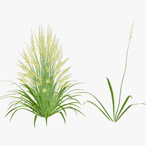 Pennisetum Flower 3D model