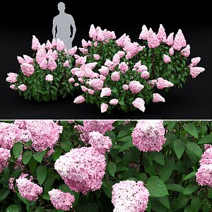 Hydrangea paniculata bush 01