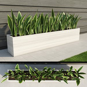 Indoor & Outdoor Plant 3