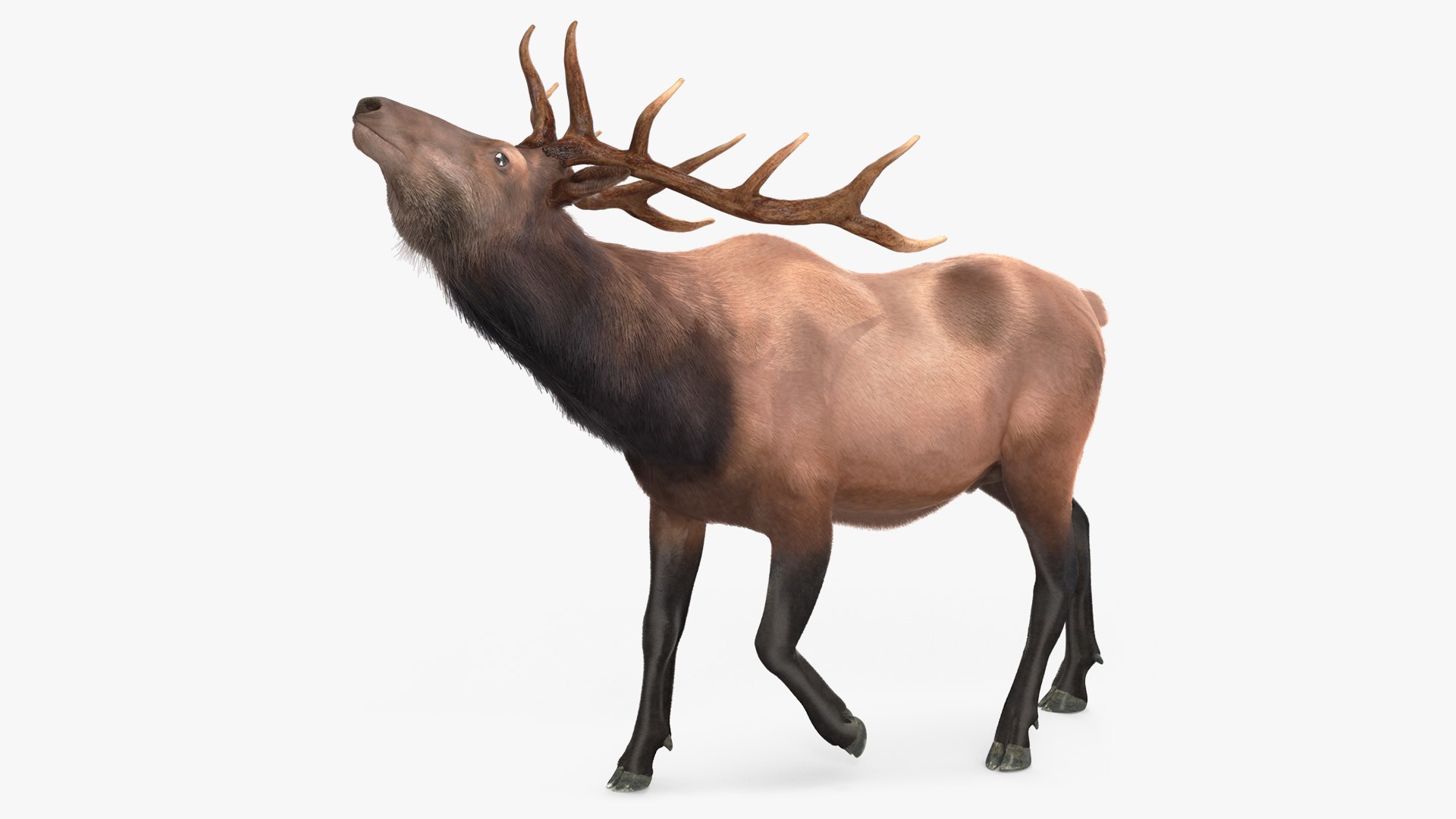 Realistic Elk Rigged with Fur 3D model preview