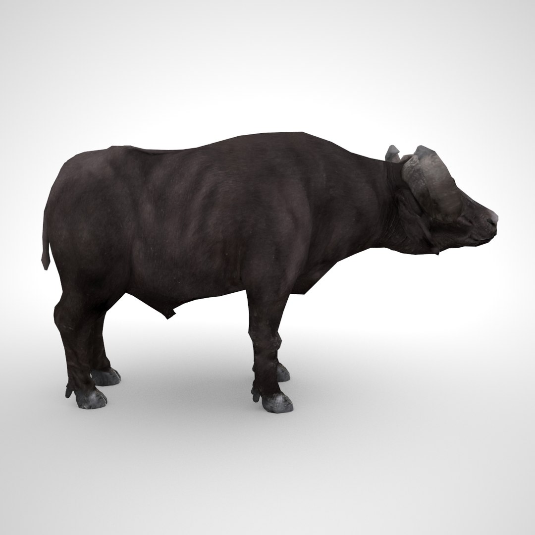 3D Buffalo Bull Model - TurboSquid 1177823