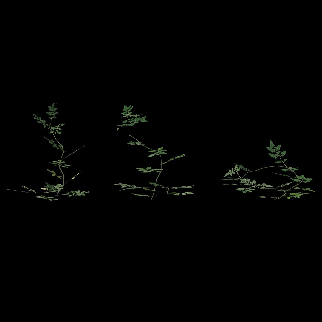 tomato plants model https://p.turbosquid.com/ts-thumb/zj/Pi36nx/3R8S5tin/9/jpg/1598680970/1920x1080/fit_q87/37fb76ed50e5abad5ea63b45f593ea2238e7e6e6/9.jpg