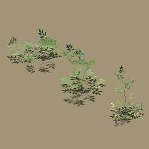 tomato plants model