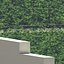 Plants de tomates sans tomates