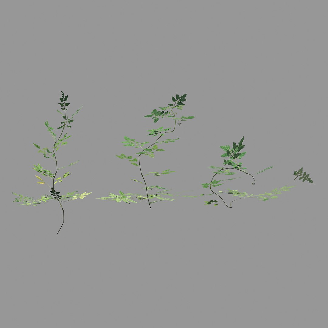 tomato plants model https://p.turbosquid.com/ts-thumb/zj/Pi36nx/xVUiJm7I/2/jpg/1598680709/1920x1080/fit_q87/23783cb6712fbec75afc967216927c6bc74b4d63/2.jpg
