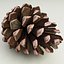 fir cone v2 3ds