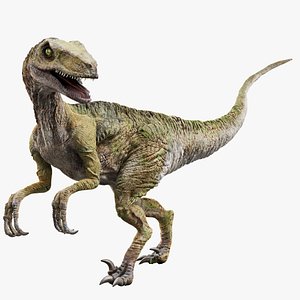 Velociraptor Animated Rigged 3D