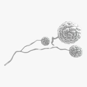 Stachybotrys Chartarum Black Mold Toxic Indoor Fungus