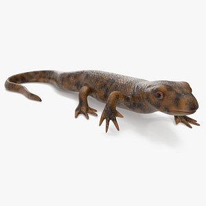 Spanish Ribbed Newt Crawling Pose
