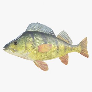 Perch
