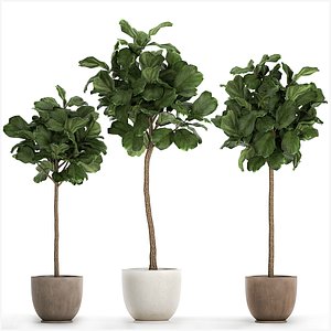 3D model Ficus lyrata in a flowerpot for the interior 1073