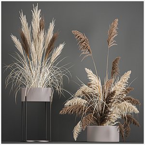 Pampas grass in a flowerpot for the interior 1061 3D model