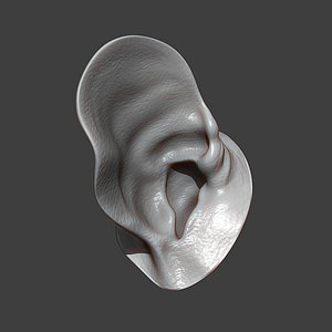 3D model Rat Ear Highpoly Sculpt