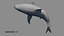 Shark Rigged 3D