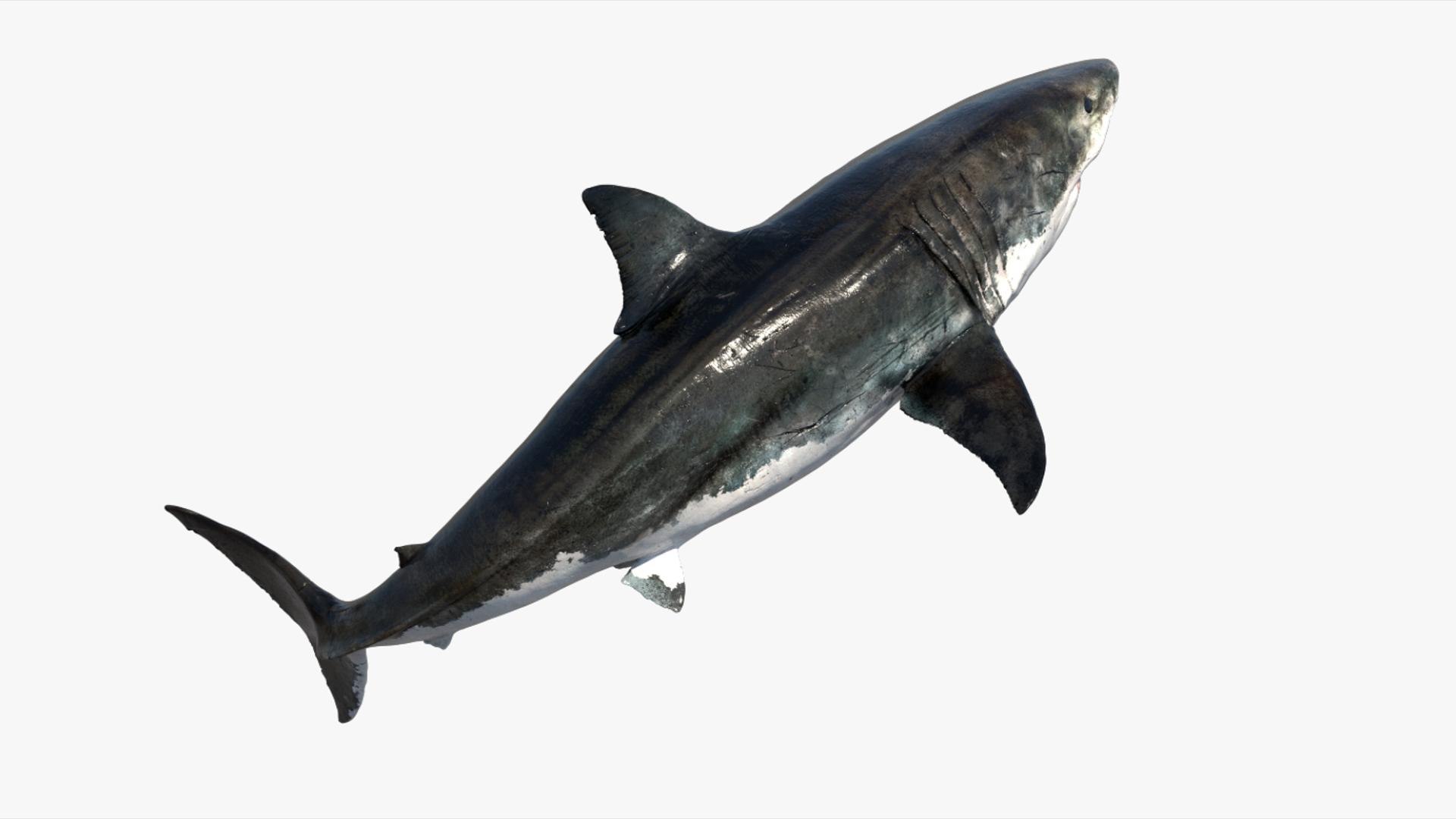 3D Shark Rigged 3D https://p.turbosquid.com/ts-thumb/zj/tVH6SR/3z/13/jpg/1753671629/1920x1080/fit_q87/f473f1743523e81c8b7892bd771723962dc38fd8/13.jpg