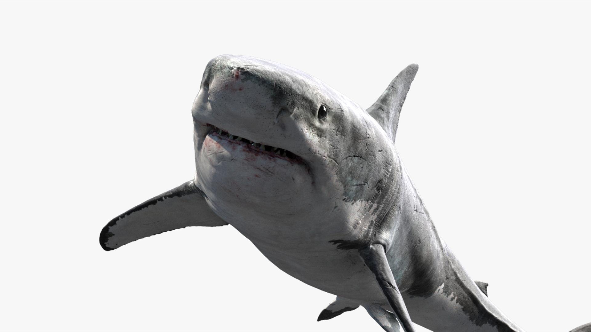 3D Shark Rigged 3D https://p.turbosquid.com/ts-thumb/zj/tVH6SR/6E/05/jpg/1753671606/1920x1080/fit_q87/dab588b08fc2e828f4c9fc8b9b17253d93da3f0a/05.jpg
