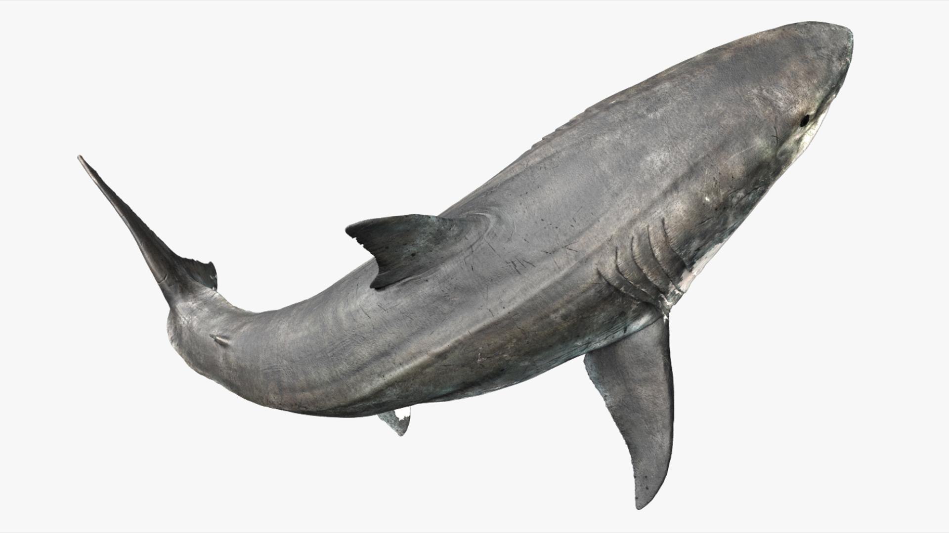3D Shark Rigged 3D https://p.turbosquid.com/ts-thumb/zj/tVH6SR/6M/07/jpg/1753671611/1920x1080/fit_q87/0f15e161cbd9f479d9306a8aad858052b8cd9e21/07.jpg