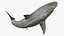 Shark Rigged 3D