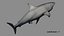 Shark Rigged 3D