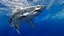 Shark Rigged 3D