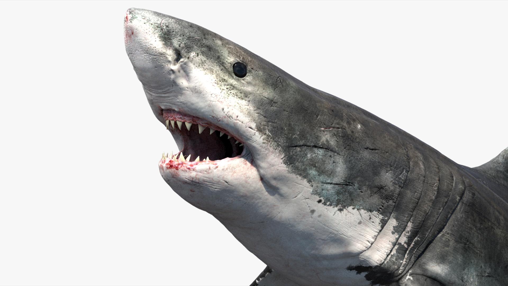 3D Shark Rigged 3D https://p.turbosquid.com/ts-thumb/zj/tVH6SR/Hx/10/jpg/1753671621/1920x1080/fit_q87/2e3907afafba3a3e40567a2f2a1f182ecc9aad16/10.jpg