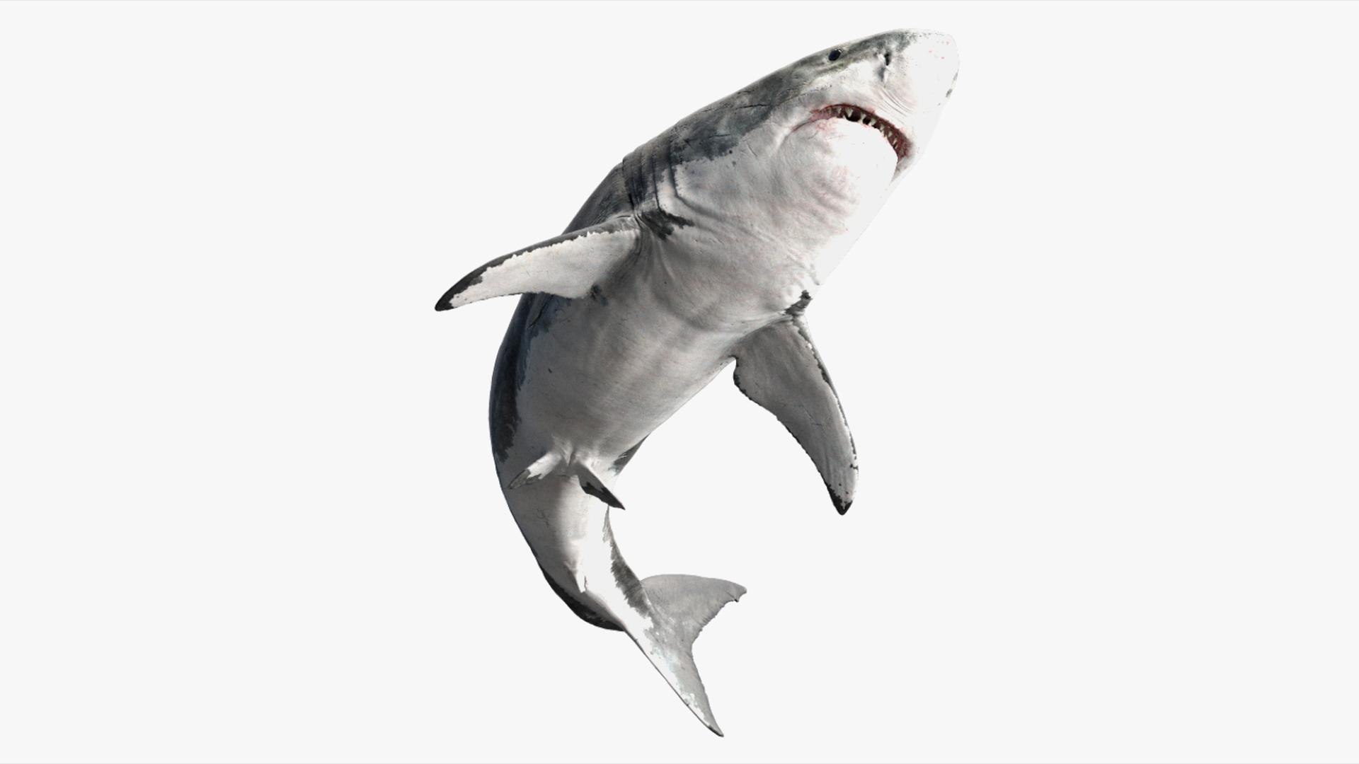 3D Shark Rigged 3D https://p.turbosquid.com/ts-thumb/zj/tVH6SR/JR/03/jpg/1753671600/1920x1080/fit_q87/c94644da37530626f87f9c4c757cd292bf1eeccf/03.jpg