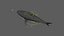 Shark Rigged 3D