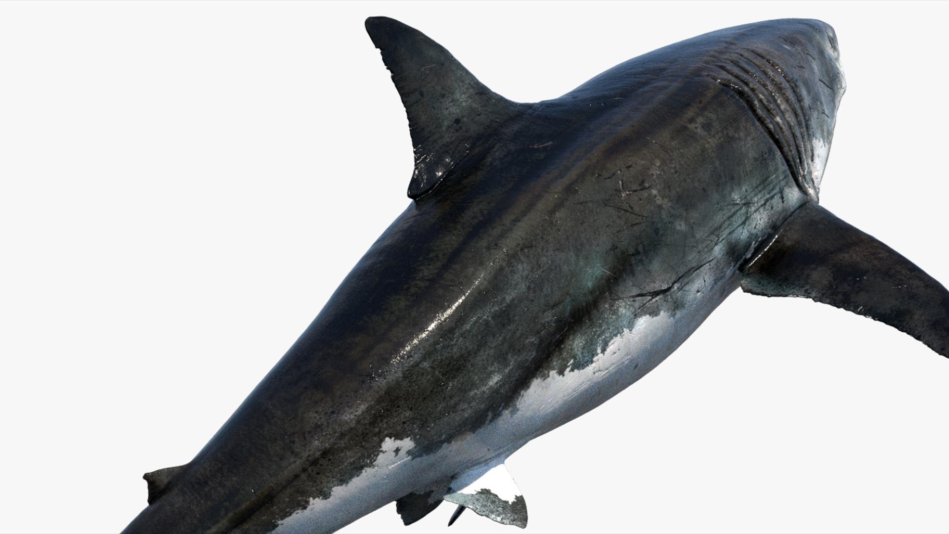 3D Shark Rigged 3D https://p.turbosquid.com/ts-thumb/zj/tVH6SR/TW/11/jpg/1753671624/1920x1080/fit_q87/5dddeb980e778cea1d900a84bdc4790e622bf332/11.jpg