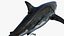 Shark Rigged 3D