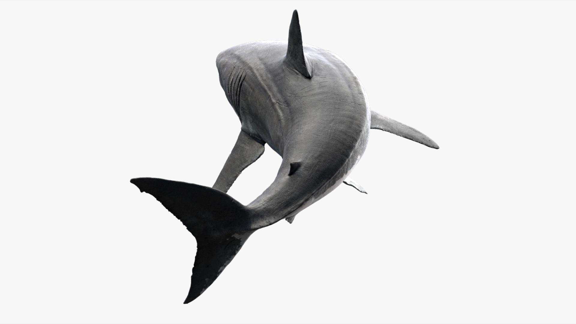 3D Shark Rigged 3D https://p.turbosquid.com/ts-thumb/zj/tVH6SR/UY/06/jpg/1753671608/1920x1080/fit_q87/42db4107627dbfb6bb5af5998c96931d672a951c/06.jpg