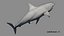 Shark Rigged 3D