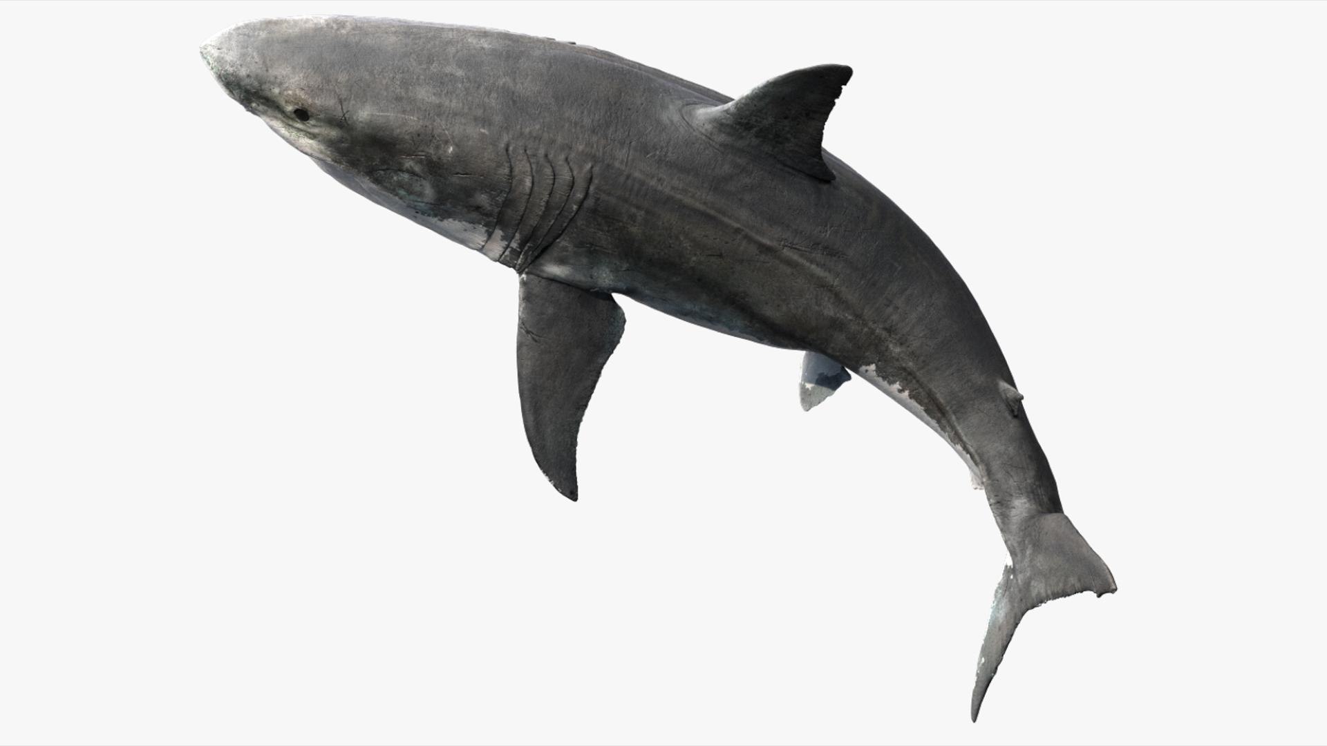 3D Shark Rigged 3D https://p.turbosquid.com/ts-thumb/zj/tVH6SR/gT/08/jpg/1753671614/1920x1080/fit_q87/19fbcb0dee6392a79da89f2add37495fbeea3a5b/08.jpg