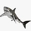 Shark Rigged 3D