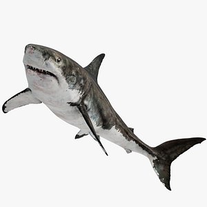 Shark Rigged 3D
