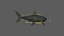 Shark Rigged 3D