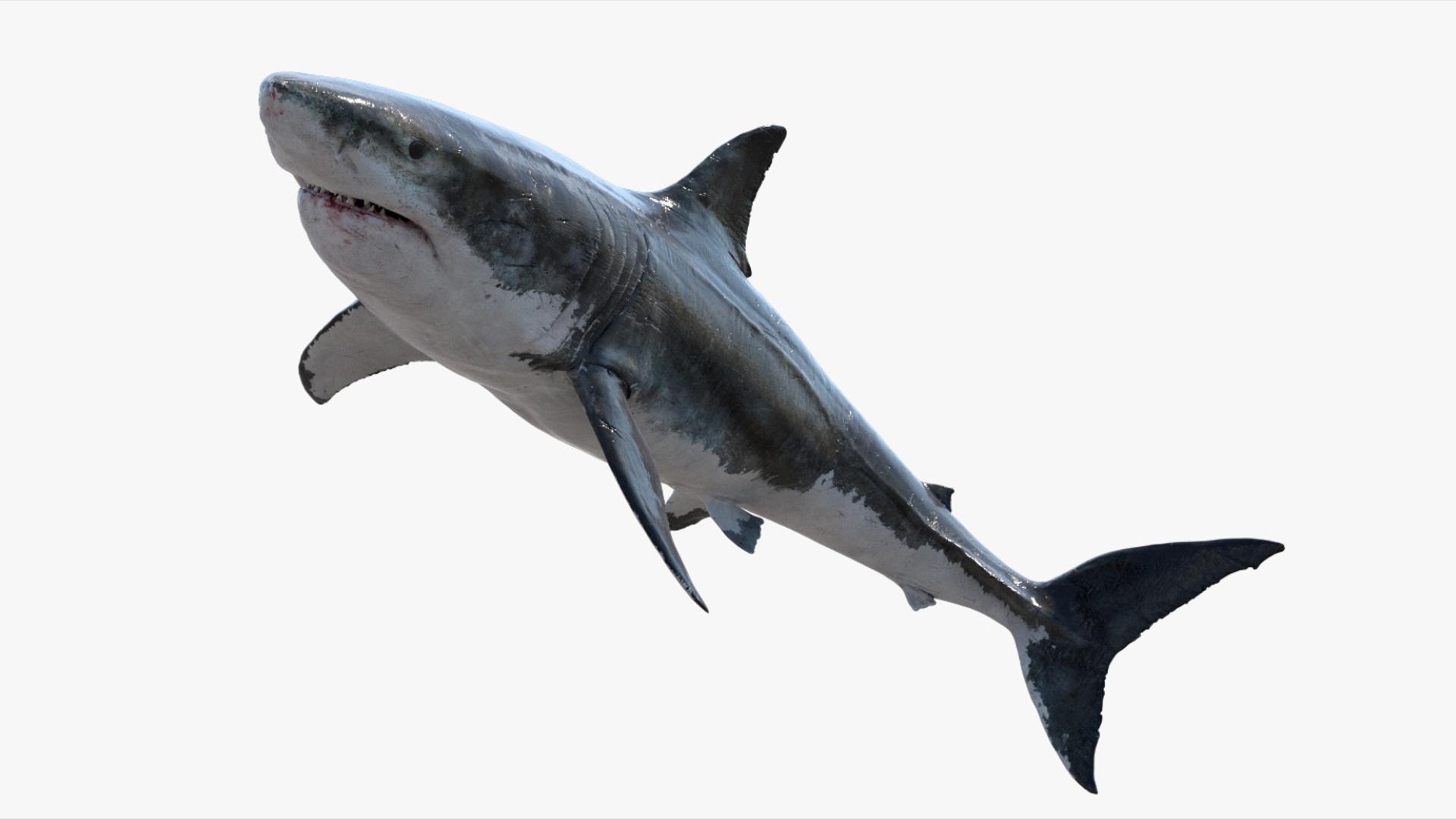 3D Shark Rigged 3D https://p.turbosquid.com/ts-thumb/zj/tVH6SR/l9/12/jpg/1753671626/1920x1080/fit_q87/b4742f3001d7bc5378eb072e2423bfb0fd0cab72/12.jpg