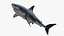 Shark Rigged 3D